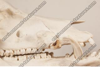 photo reference of skull 0004